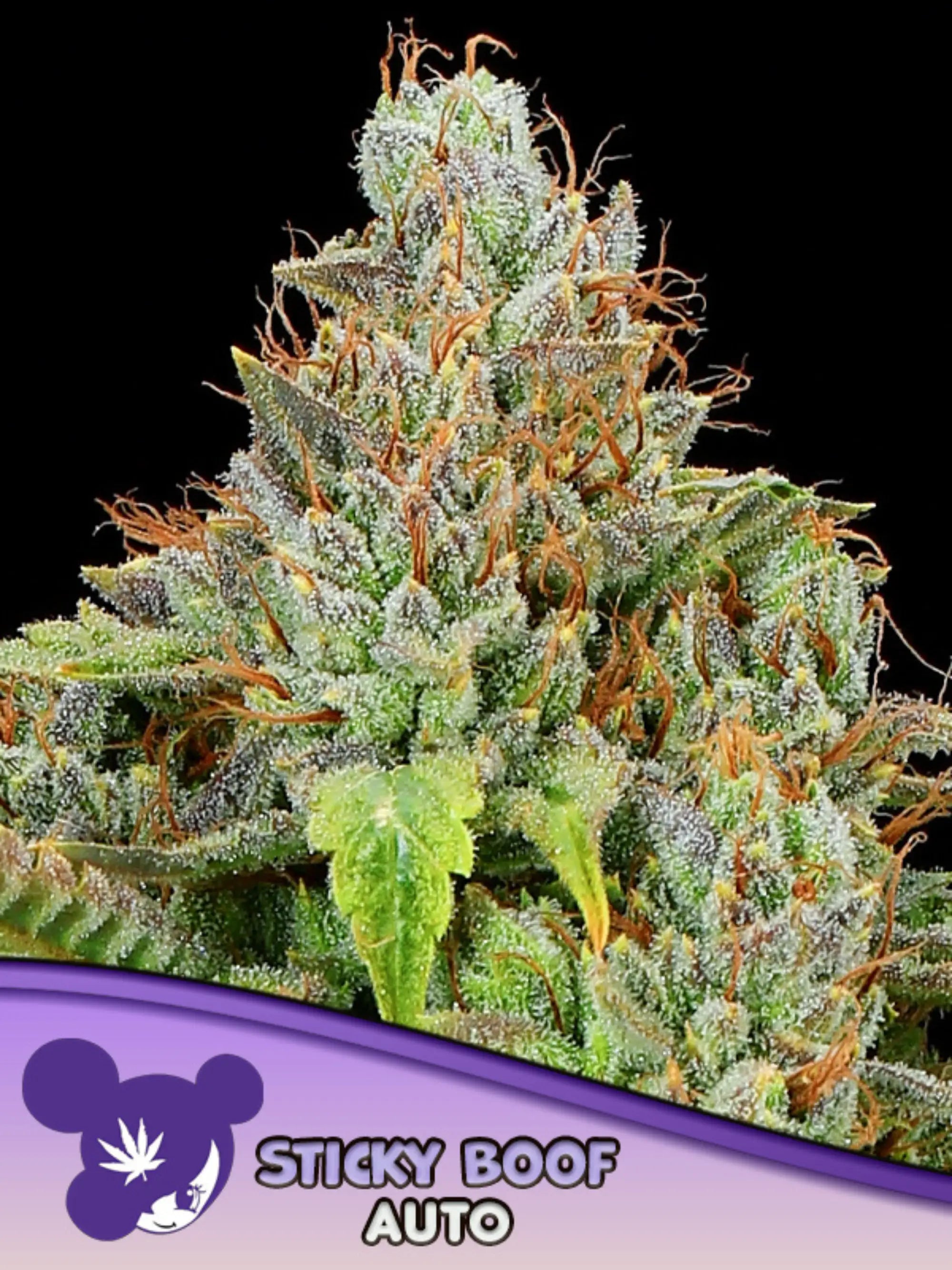 Sticky Boof Auto Samen von Anesia Seeds – potente Autoflower, 70 % Indica, 30 % Sativa, bis 30 % THC, kompakter Wuchs und harzreiche Blüten.