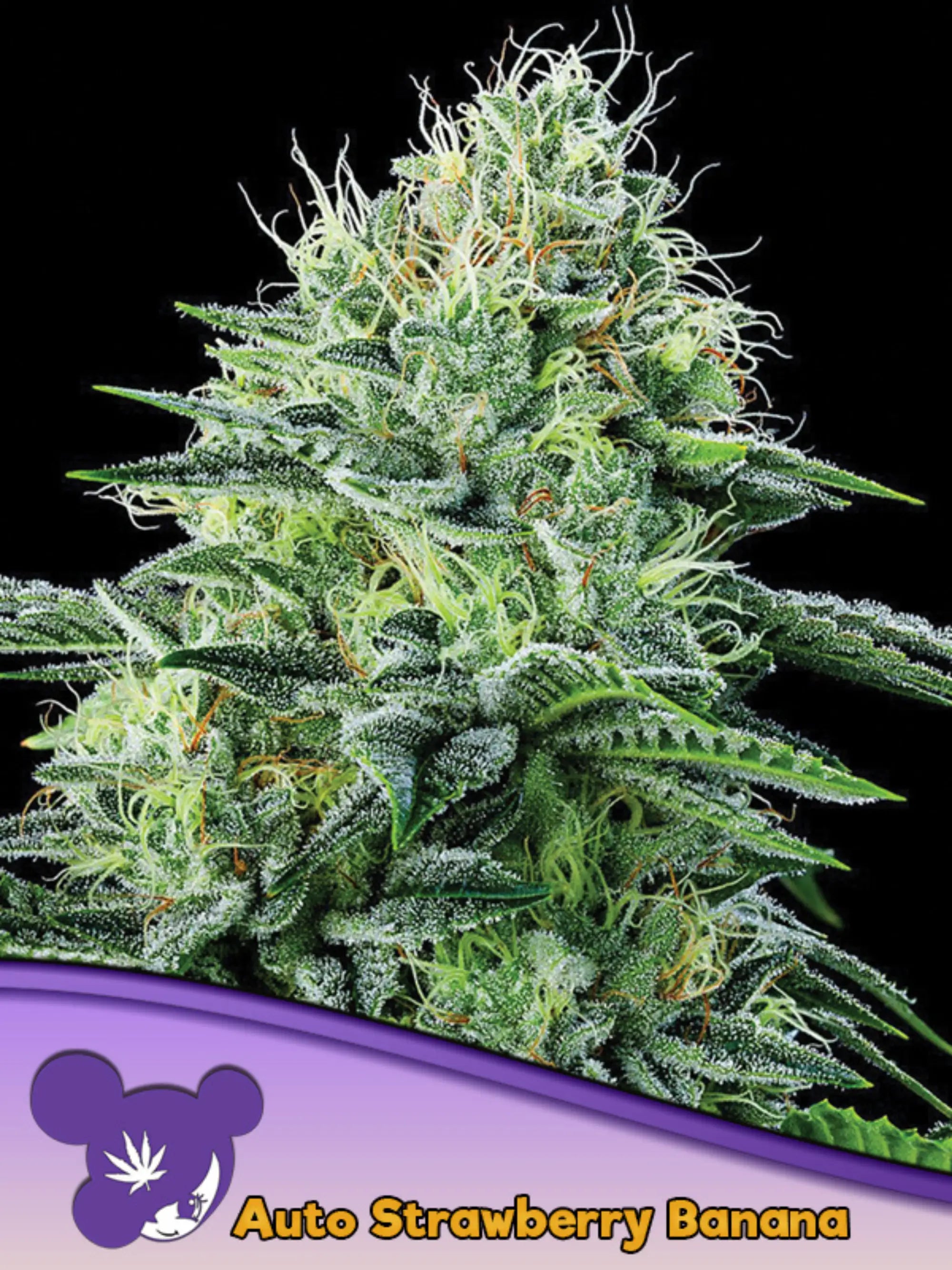Strawberry Banana Auto von Anesia Seeds – starke Sativa-Autoflower-Samen mit bis zu 27 % THC, fruchtigem Aroma und euphorischer Wirkung.