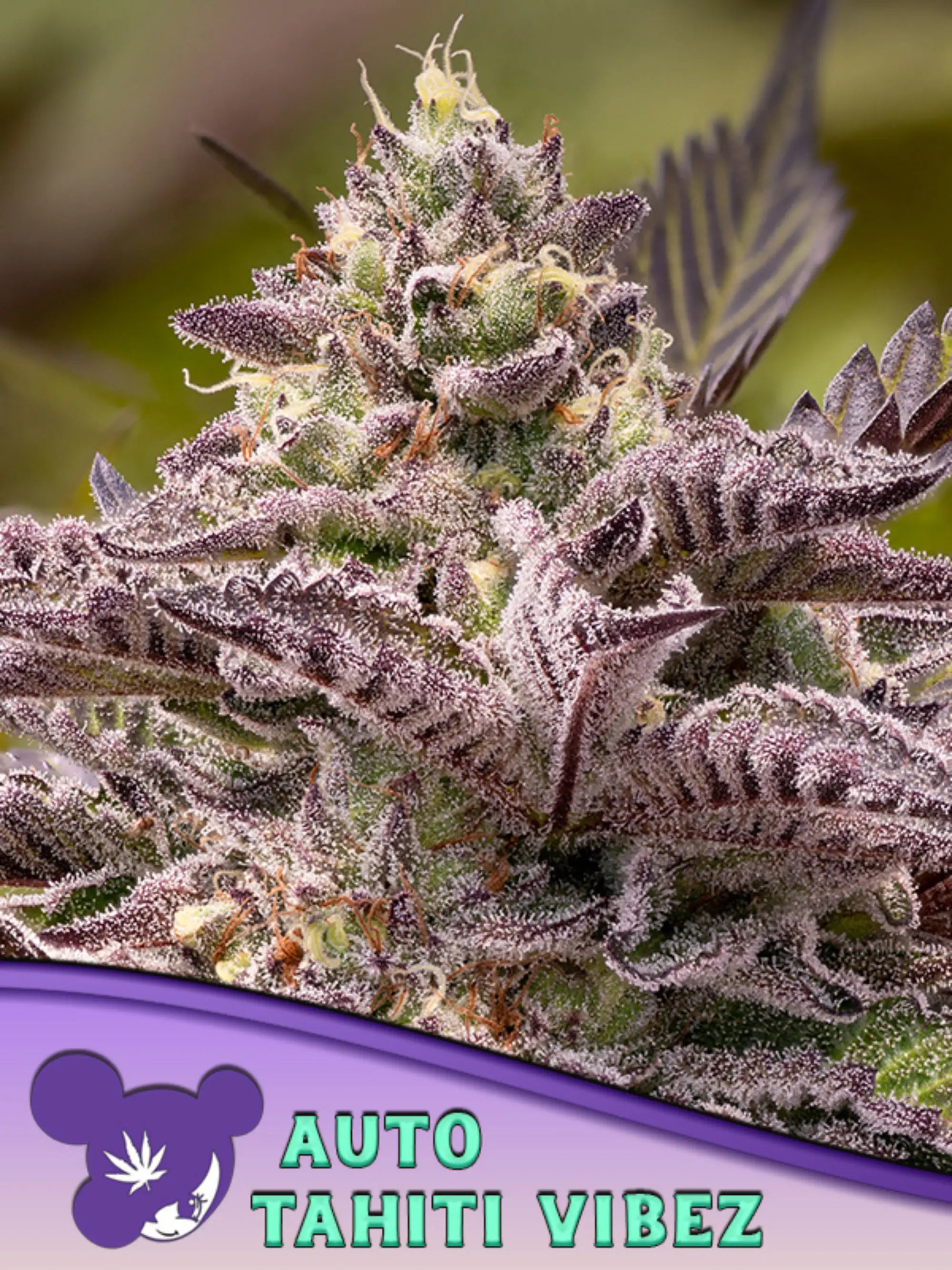 Tahiti Vibez Auto Samen von Anesia Seeds – ausgewogene Autoflower 50 % Sativa / 50 % Indica, fruchtig-minziges Aroma, 25 % THC, kompakter Wuchs.