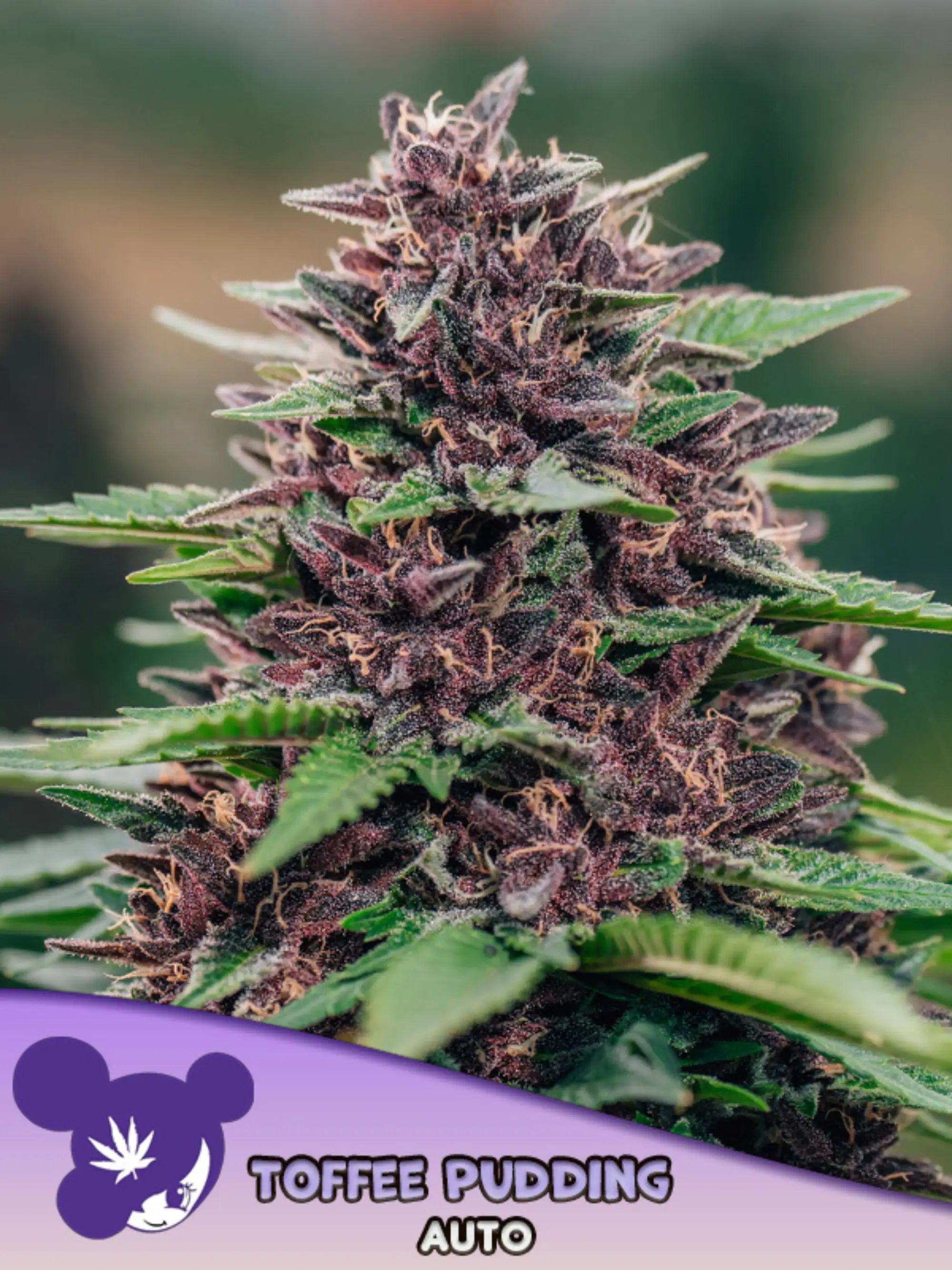 offee Pudding Auto Samen von Anesia Seeds – 70 % Indica, 30 % Sativa, süßes Karamell- und Bananenaroma, 26 % THC, kompakte Autoflowering-Hybride