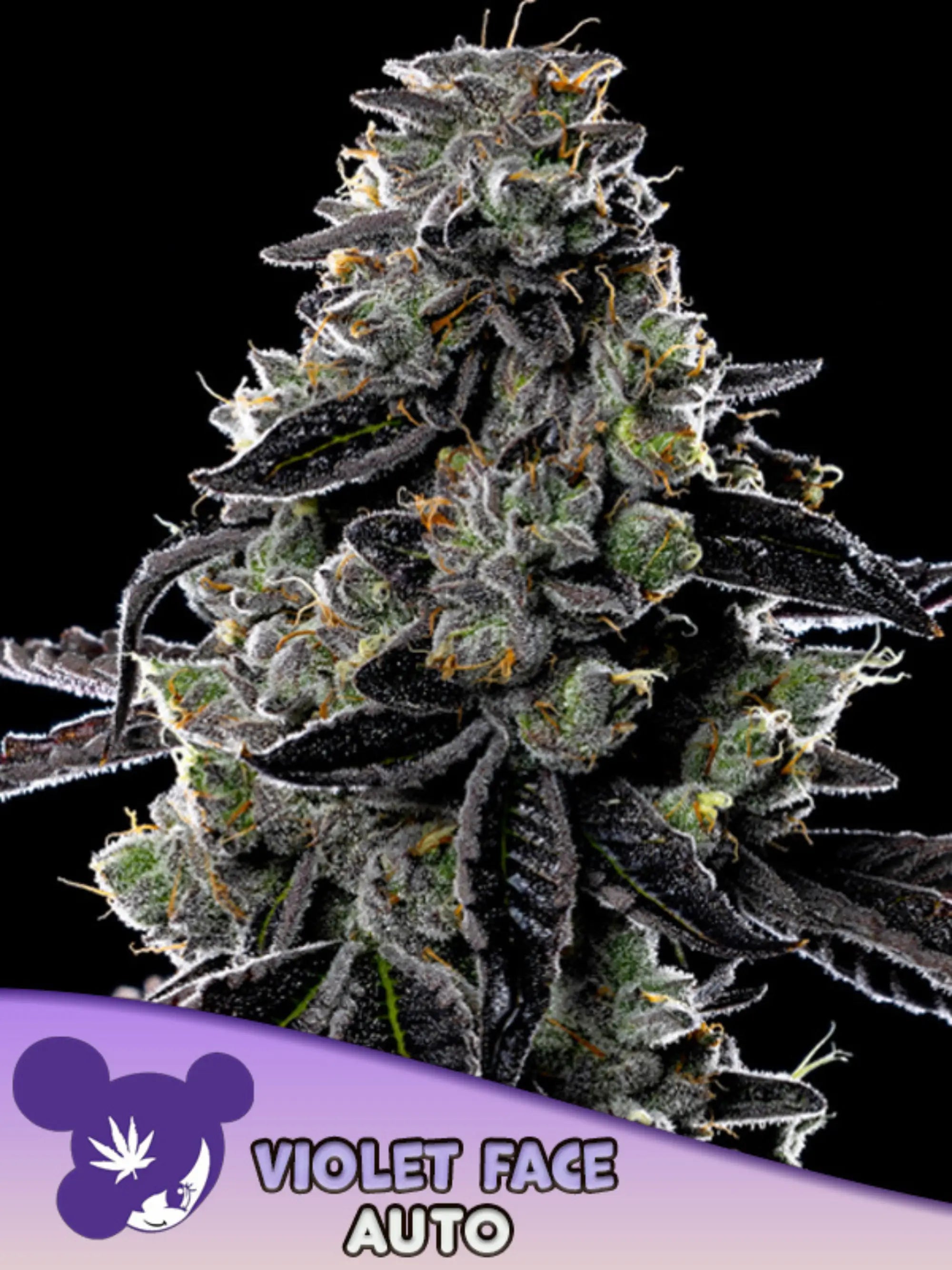 Violet Face Auto von Anesia Seeds – indica-dominierte Autoflower mit 29 % THC, kompaktem Wachstum und kirschfruchtigen, harzreichen Buds.