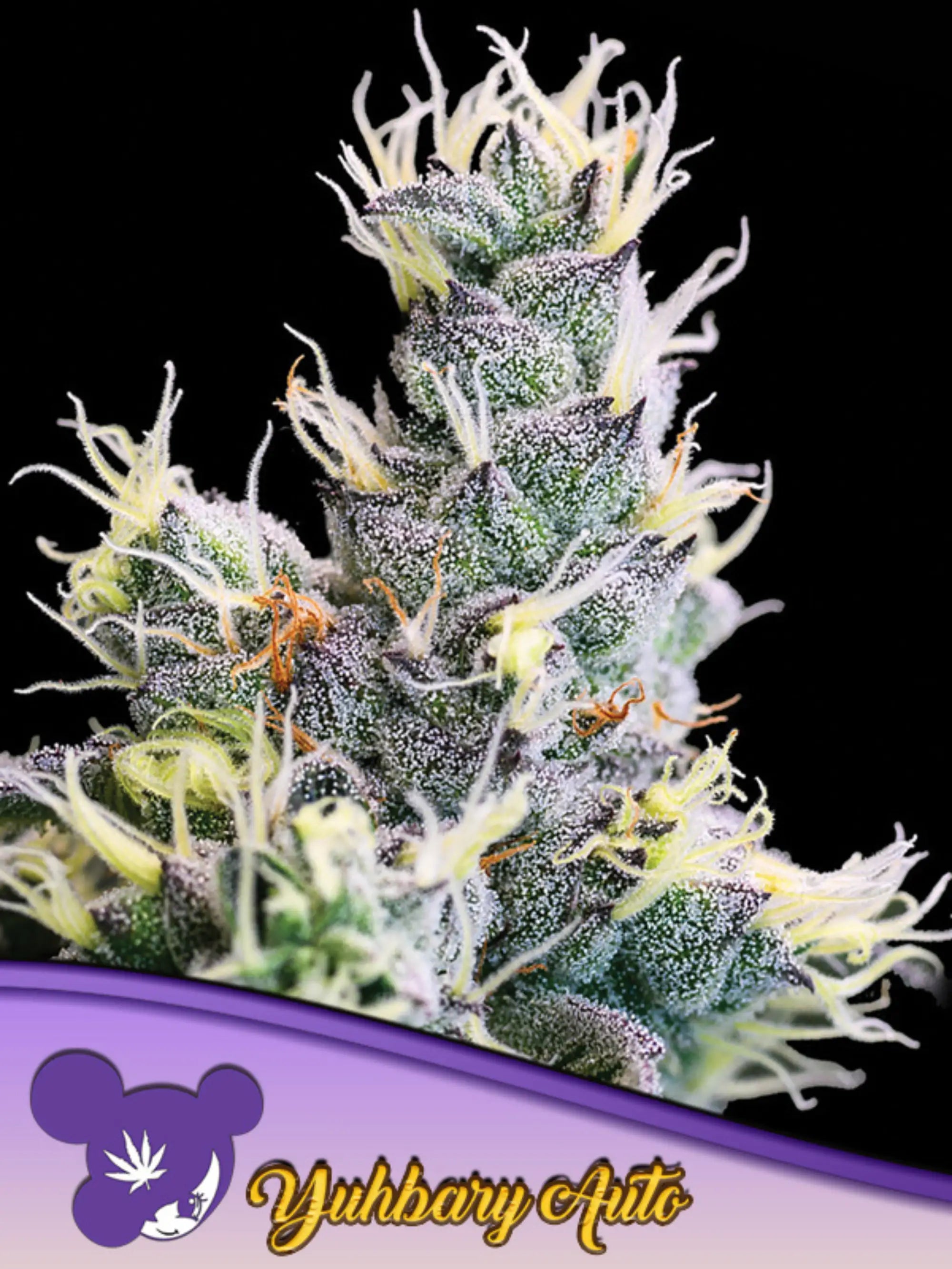 Yuhbary Auto von Anesia Seeds – starke Sativa-Autoflower mit 27 % THC, fruchtigem Melonen-Erdbeer-Banane-Aroma und kreativer, euphorischer Wirkung.