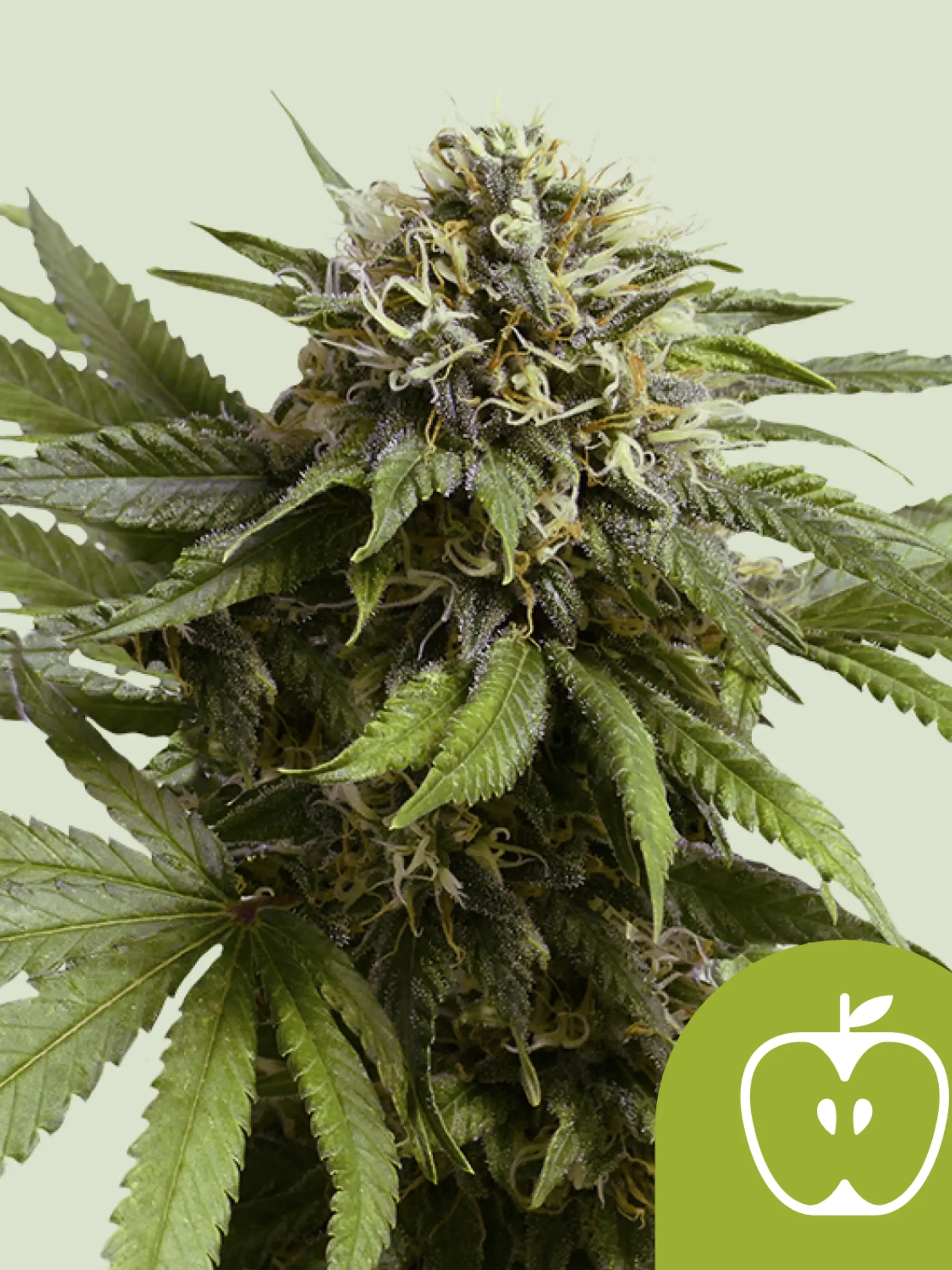 Apple Fritter Auto Cannabissamen von Royal Queen Seeds, kompakte Autoflower mit süß-fruchtigem Aroma
