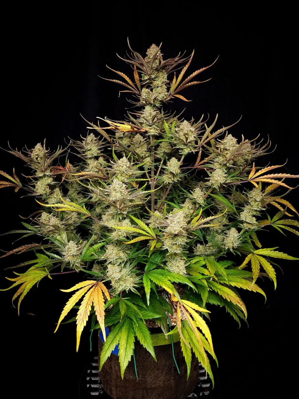 Apple Strudel Auto Autoflower mit ausgewogener Wirkung, kompaktem Wachstum und hoher Ertragsleistung.