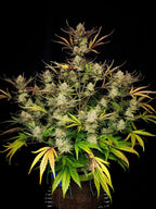 Apple Strudel Auto Autoflower mit ausgewogener Wirkung, kompaktem Wachstum und hoher Ertragsleistung.