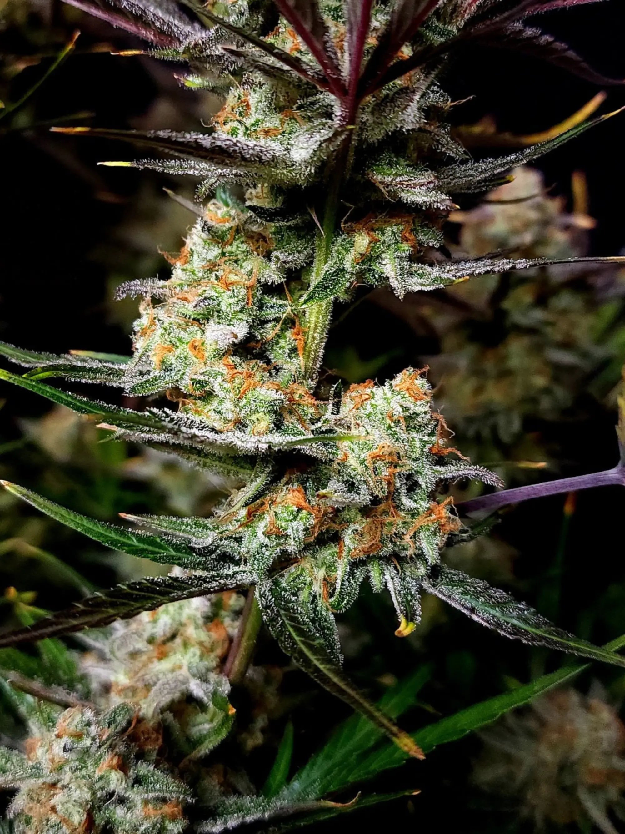 Autoflower Cannabissamen mit starkem THC-Gehalt, intensivem Dessert-Aroma und schneller Blütezeit.