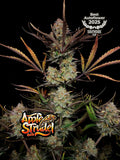 Apple Strudel Auto Cannabissamen von Fast Buds mit bis zu 29 % THC und süß-säuerlichem Apfelaroma.