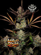 Apple Strudel Auto Cannabissamen von Fast Buds mit bis zu 29 % THC und süß-säuerlichem Apfelaroma.