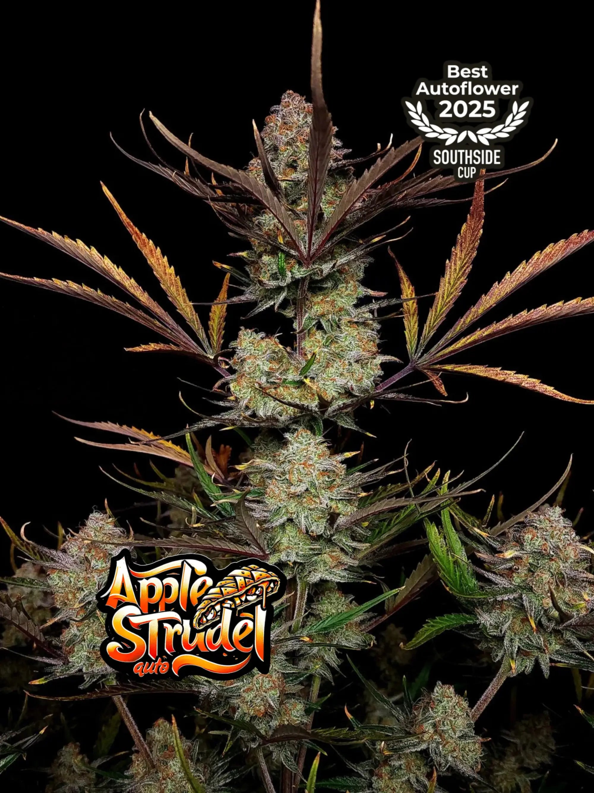 Apple Strudel Auto Cannabissamen von Fast Buds mit bis zu 29 % THC und süß-säuerlichem Apfelaroma.