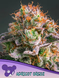 Apricot Oreoz Cannabissamen –  von Anesia Seeds Hybridsorte aus Apricot Jelly x Oreoz, Sammler- und Souvenirprodukt