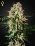 Arjan’s Haze #3 Cannabissamen – Sativa-dominante Sorte aus Haze x Laos mit fruchtigem Zitrusaroma und hoher Harzproduktion.