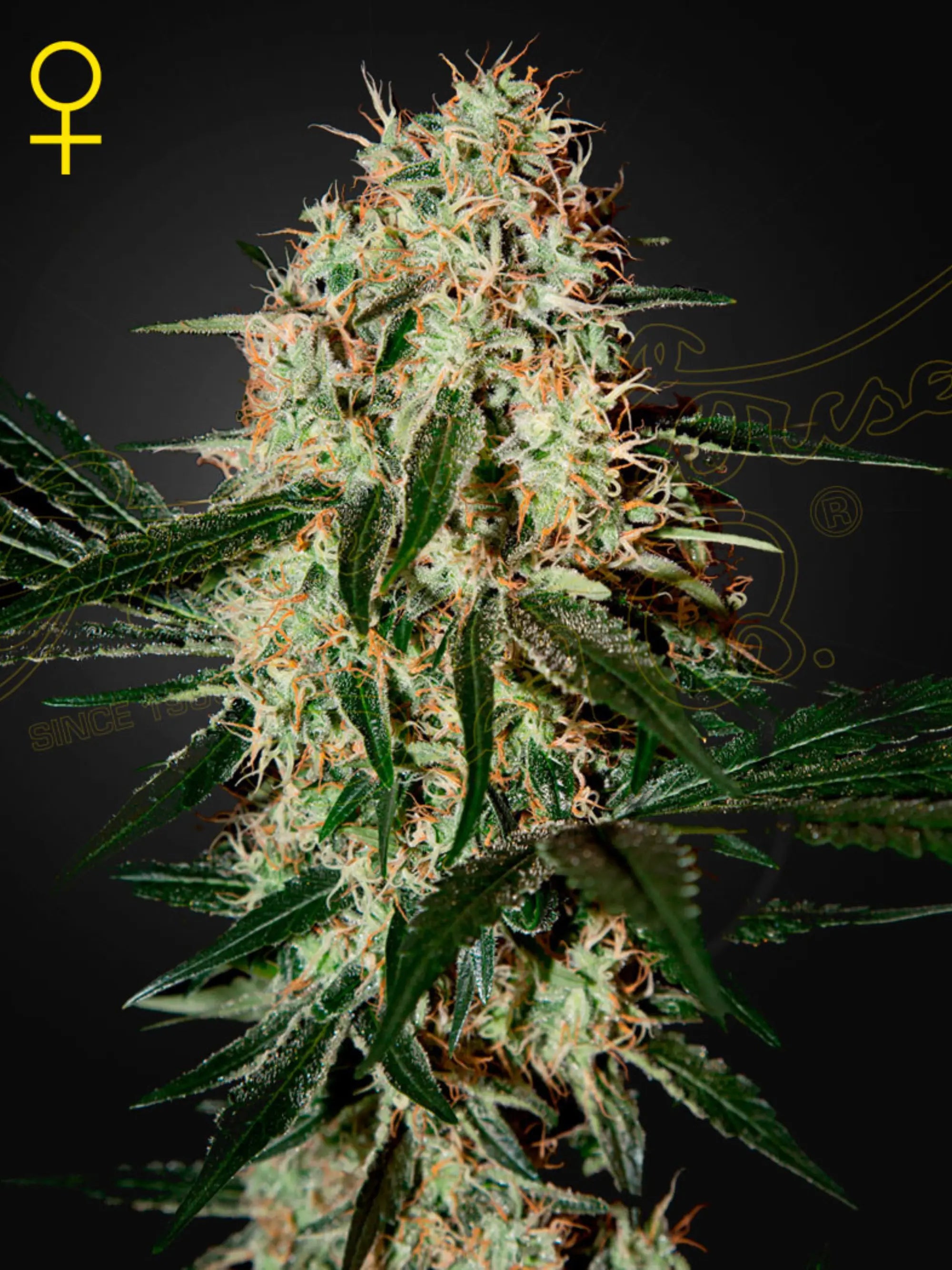 Arjan’s Haze #3 Cannabissamen – Sativa-dominante Sorte aus Haze x Laos mit fruchtigem Zitrusaroma und hoher Harzproduktion.