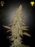 Arjan’s Ultra Haze #1 Cannabissamen – Sativa-dominante Sorte aus Neville’s Haze x Cambodian x Laos mit zitronig-würzigem Haze-Aroma.