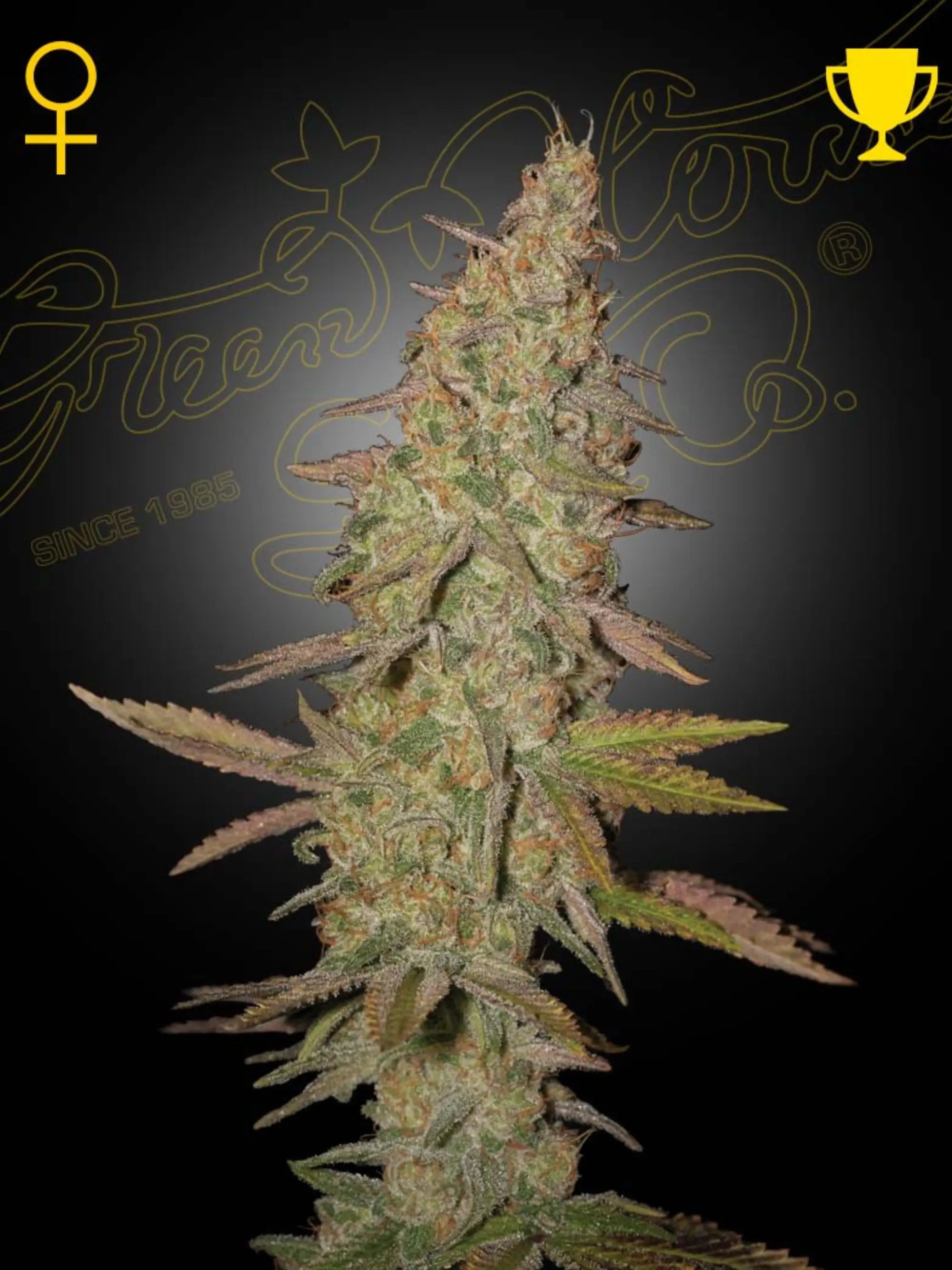 Arjan’s Ultra Haze #1 Cannabissamen – Sativa-dominante Sorte aus Neville’s Haze x Cambodian x Laos mit zitronig-würzigem Haze-Aroma.