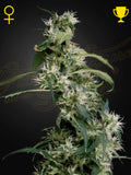 arjans-ultra-haze-2-mango-haze-cannabissamen