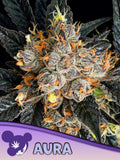 Aura Cannabissamen von Anesia Seeds – Hybrid aus Gorilla Piss x Power Nap, Sammler- und Souvenirprodukt