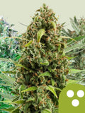 Autoflowering Mix Cannabissamen von Royal Queen Seeds, feminisiert, selbstblühend, vielseitige Genetiken für Indoor- und Outdoor-Anbau