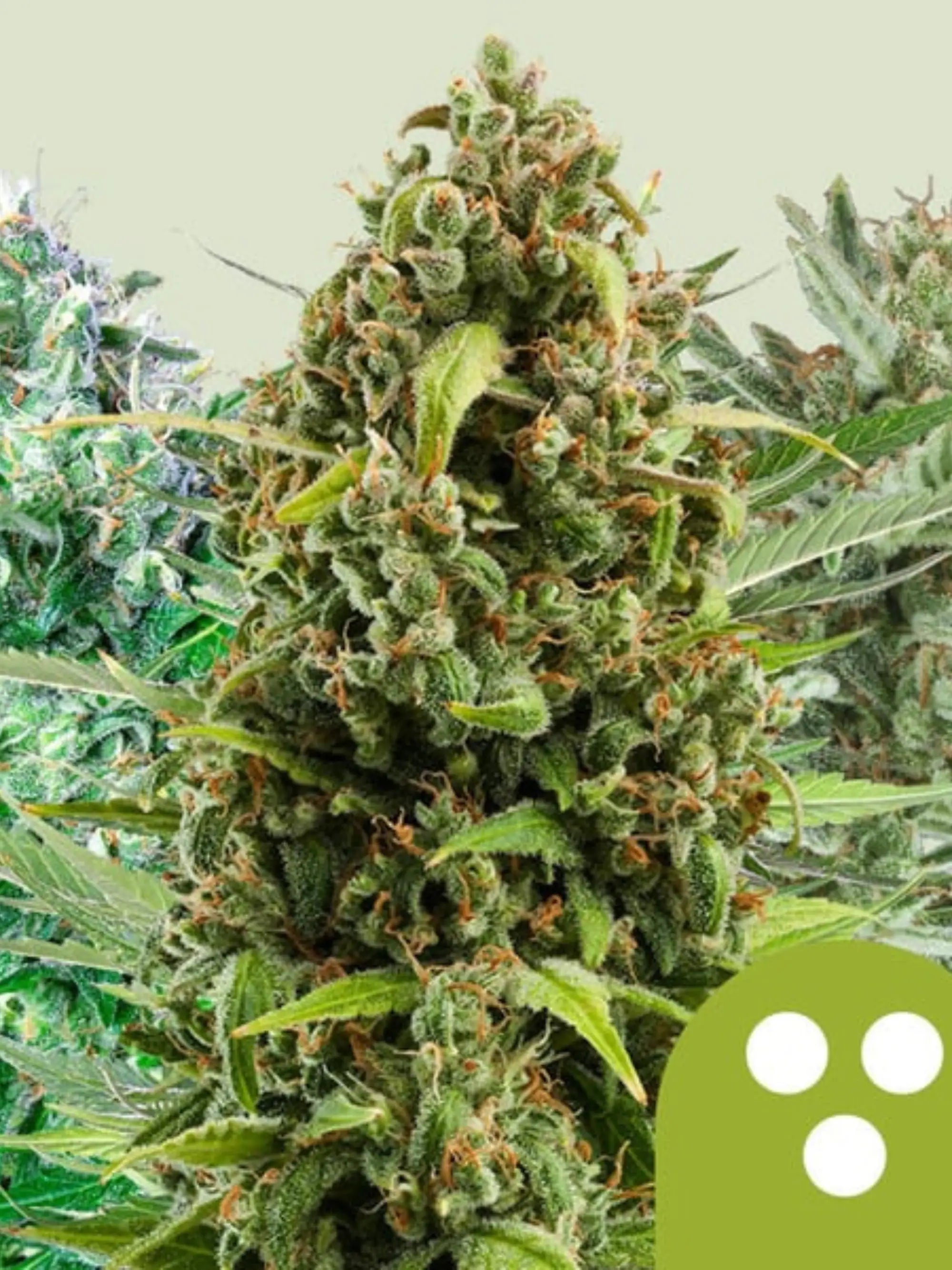 Autoflowering Mix Cannabissamen von Royal Queen Seeds, feminisiert, selbstblühend, vielseitige Genetiken für Indoor- und Outdoor-Anbau