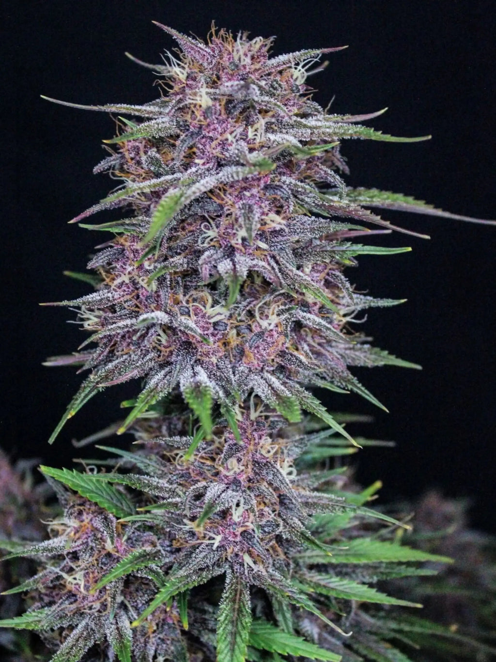 Autoflower Cannabissamen mit hoher Potenz, starkem Indica-Effekt und schneller Blütezeit für effizienten Anbau.
