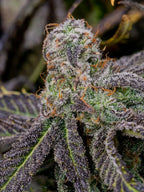 Banana Purple Punch Auto Autoflower mit intensivem Fruchtaroma, hoher Harzproduktion und extrem starkem THC-Gehalt.