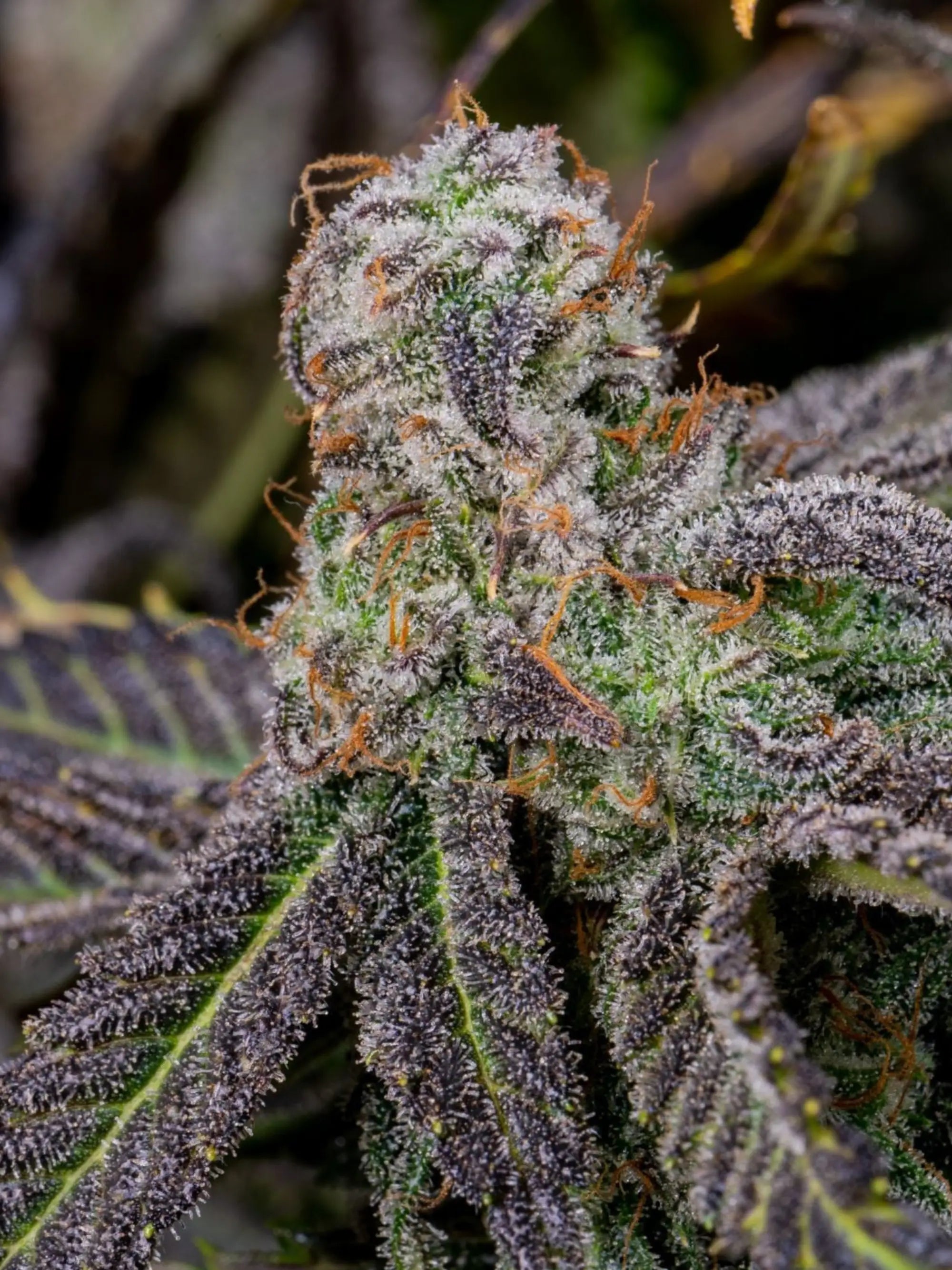 Banana Purple Punch Auto Autoflower mit intensivem Fruchtaroma, hoher Harzproduktion und extrem starkem THC-Gehalt.