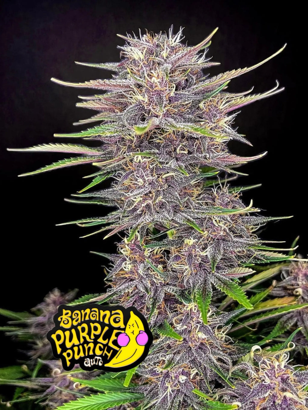 Banana Purple Punch Auto Cannabissamen mit bis zu 30,4 % THC und süß-fruchtigem Dessert-Aroma.