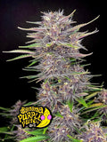 Banana Purple Punch Auto Cannabissamen mit bis zu 30,4 % THC und süß-fruchtigem Dessert-Aroma.