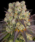 Purple Punch x Lemon Drizzle von Barney’s Farm – 32 % THC, violette Blüten, süßes Blaubeer-Zitrus-Aroma und kompakter Hybrid