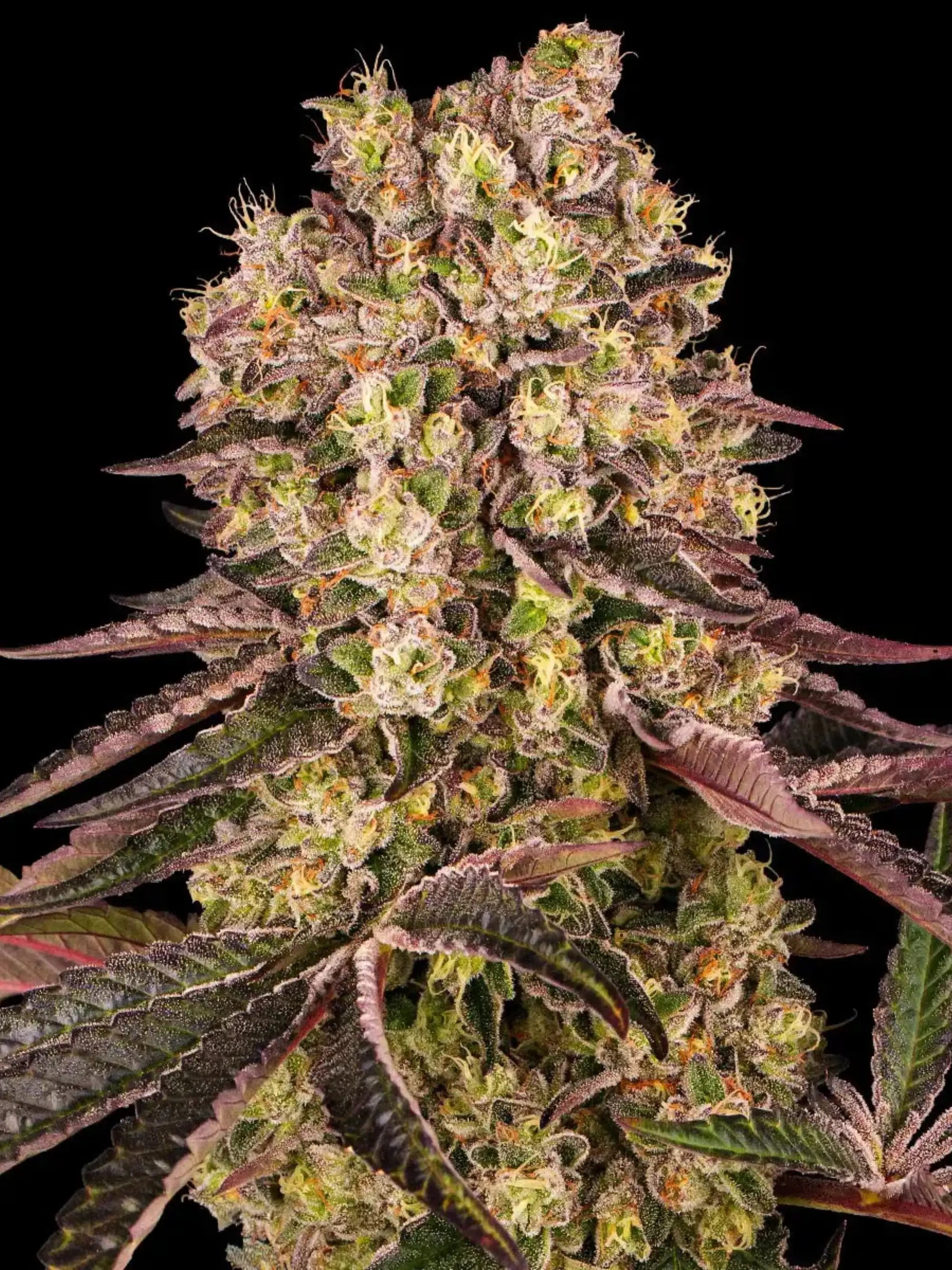 Runtz Muffin von Barneys Farm, 70 % Indica × 30 % Sativa, dichte harzreiche Blüten mit süß-fruchtigem Aroma und tropischen Noten