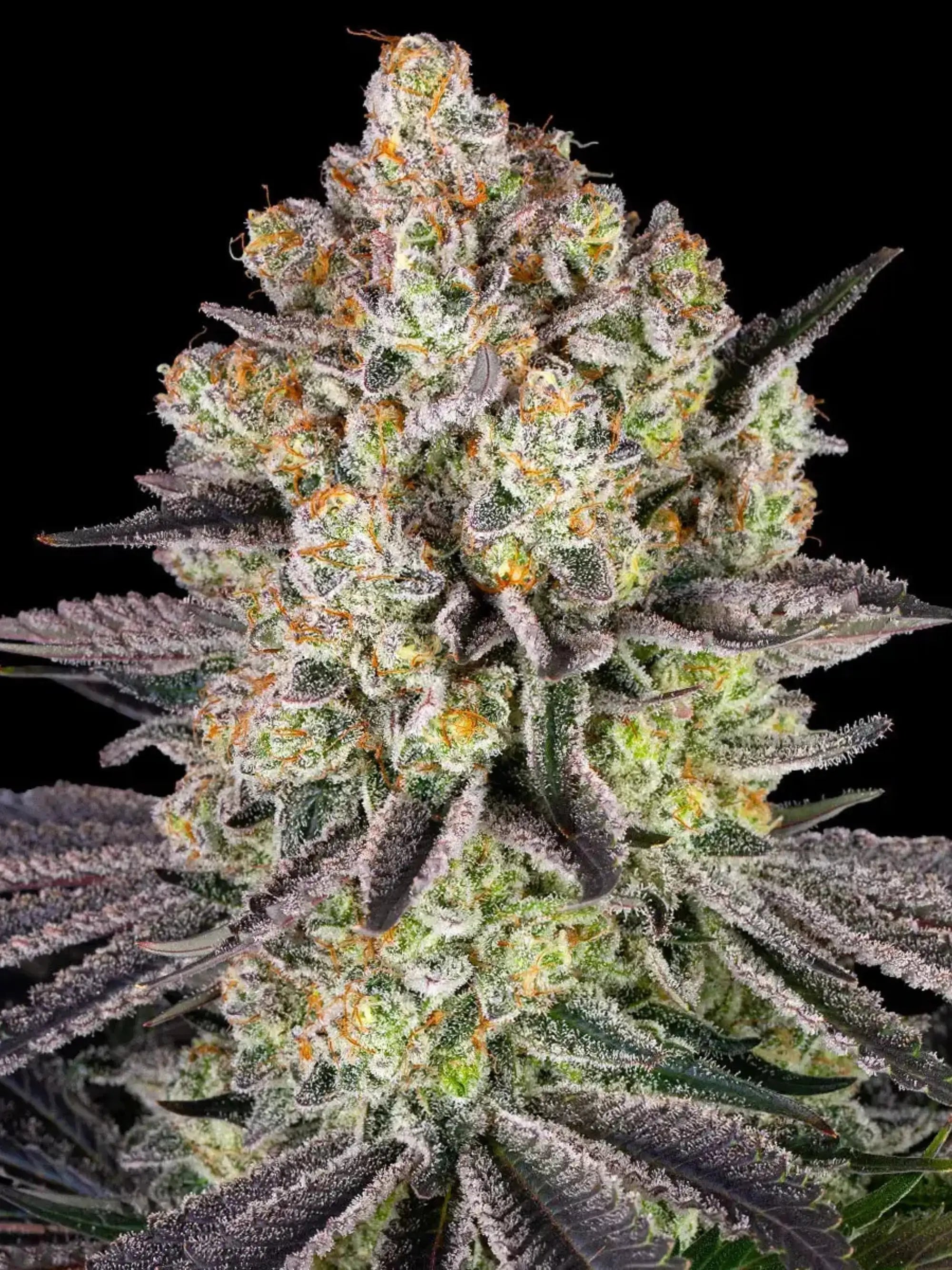 Runtz von Original Z Strain × Gelato, ausgewogene 50/50 Hybrid mit dichten, harzreichen Blüten und fruchtigem Aroma von Barney’s Farm