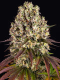 Sour Diesel von Barney’s Farm – 70 % Sativa, 24 % THC, intensives Diesel-Zitrus-Terpenprofil und hohe Erträge