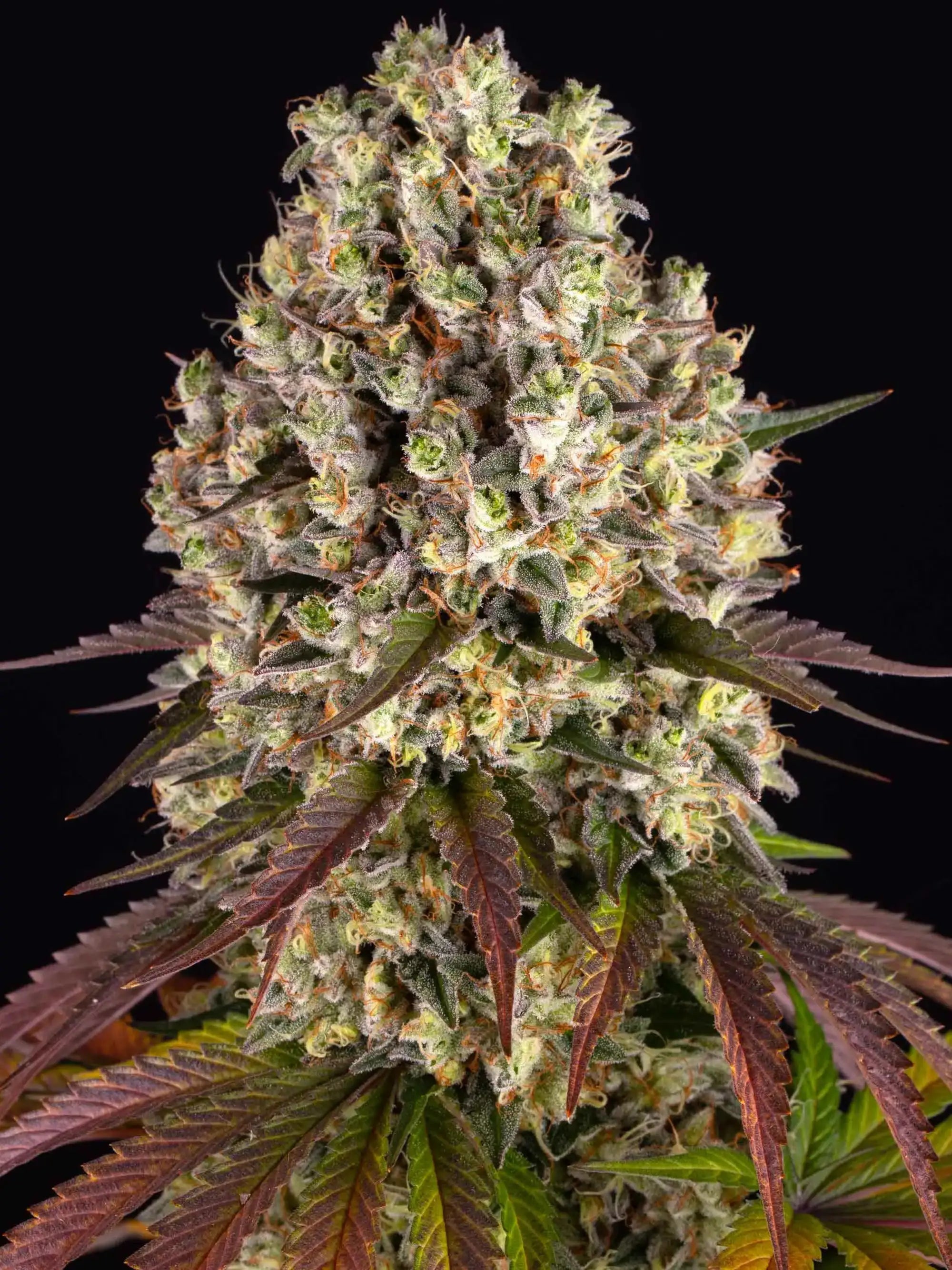 Sour Diesel von Barney’s Farm – 70 % Sativa, 24 % THC, intensives Diesel-Zitrus-Terpenprofil und hohe Erträge