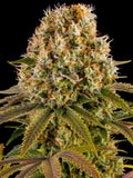 Strawberry Lemonade von Barneys Farm, 60 % Sativa × 40 % Indica, große harzreiche Blüten mit süß-fruchtigem Erdbeer- und Zitronenaroma