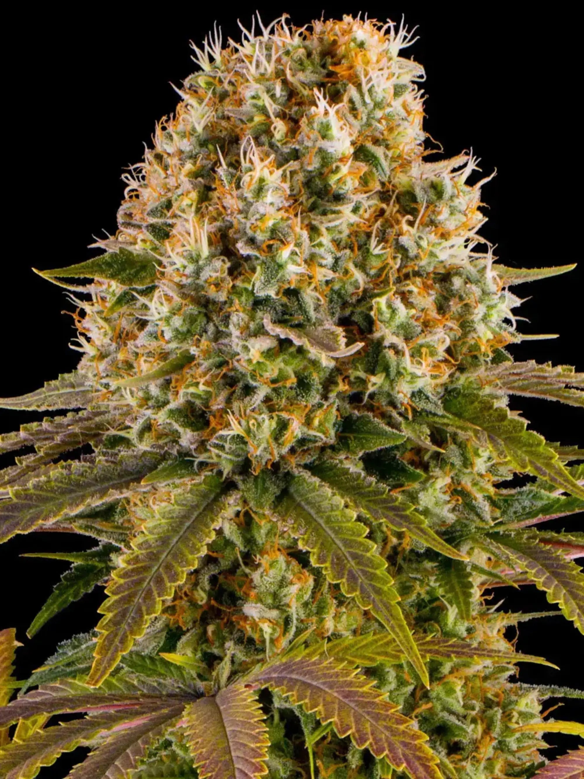 Strawberry Lemonade von Barneys Farm, 60 % Sativa × 40 % Indica, große harzreiche Blüten mit süß-fruchtigem Erdbeer- und Zitronenaroma