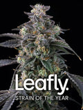 Super Boof von Barney’s Farm – Hybrid aus Black Cherry Punch x Tropicana Cookies, bis zu 32 % THC, tropisch-traubiges Aroma und violette Blüten