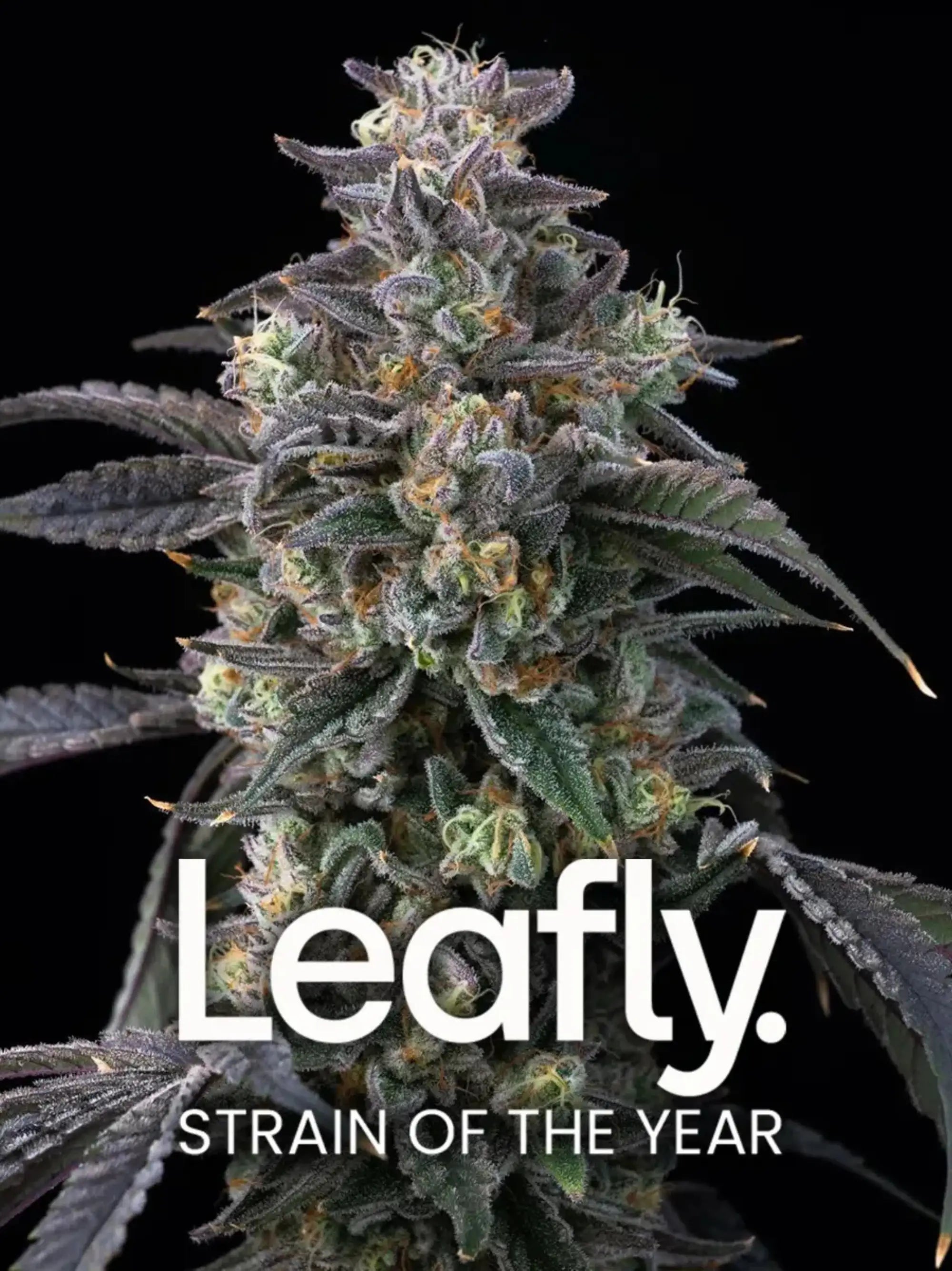 Super Boof von Barney’s Farm – Hybrid aus Black Cherry Punch x Tropicana Cookies, bis zu 32 % THC, tropisch-traubiges Aroma und violette Blüten