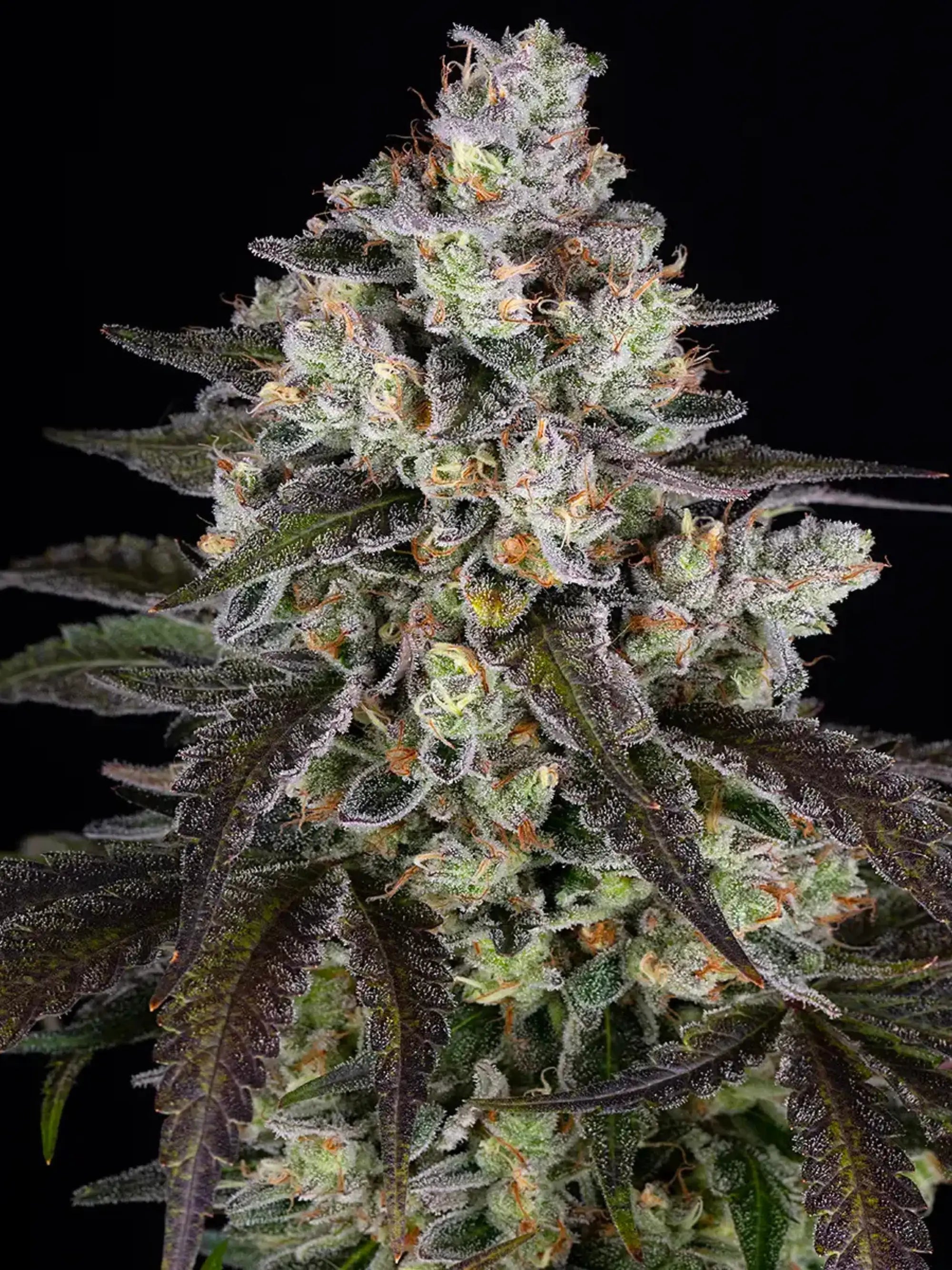 Trainwreck von Barneys Farm, 80 % Sativa x 20 % Indica, dichte harzreiche Blüten mit erdigen Noten, Zitrus- und Kiefern-Aromen