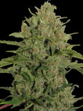 Triple Cheese von Barneys Farm mit dichten harzreichen Buds, intensives Cheese-Aroma mit süßen und cremigen Noten