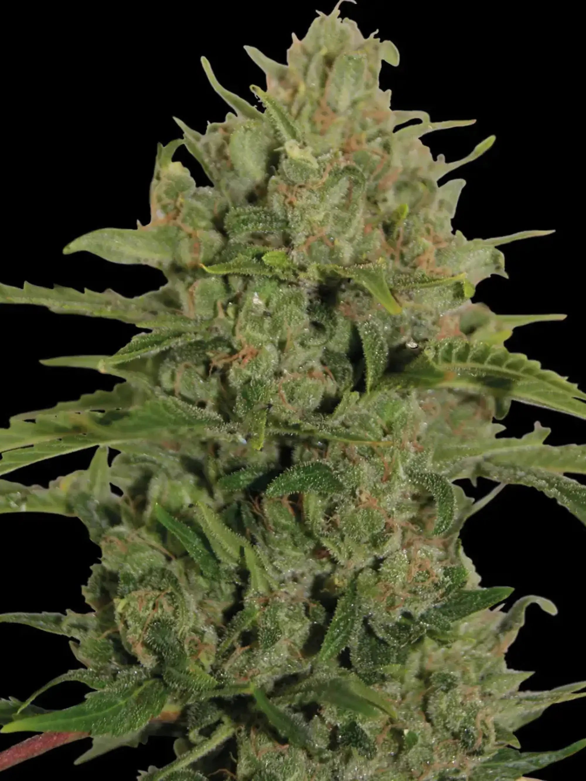 Triple Cheese von Barneys Farm mit dichten harzreichen Buds, intensives Cheese-Aroma mit süßen und cremigen Noten