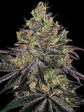 Watermelon Z von Barneys Farm mit großen dichten Buds und süßem Wassermelonen- sowie tropisch-fruchtigem Aroma