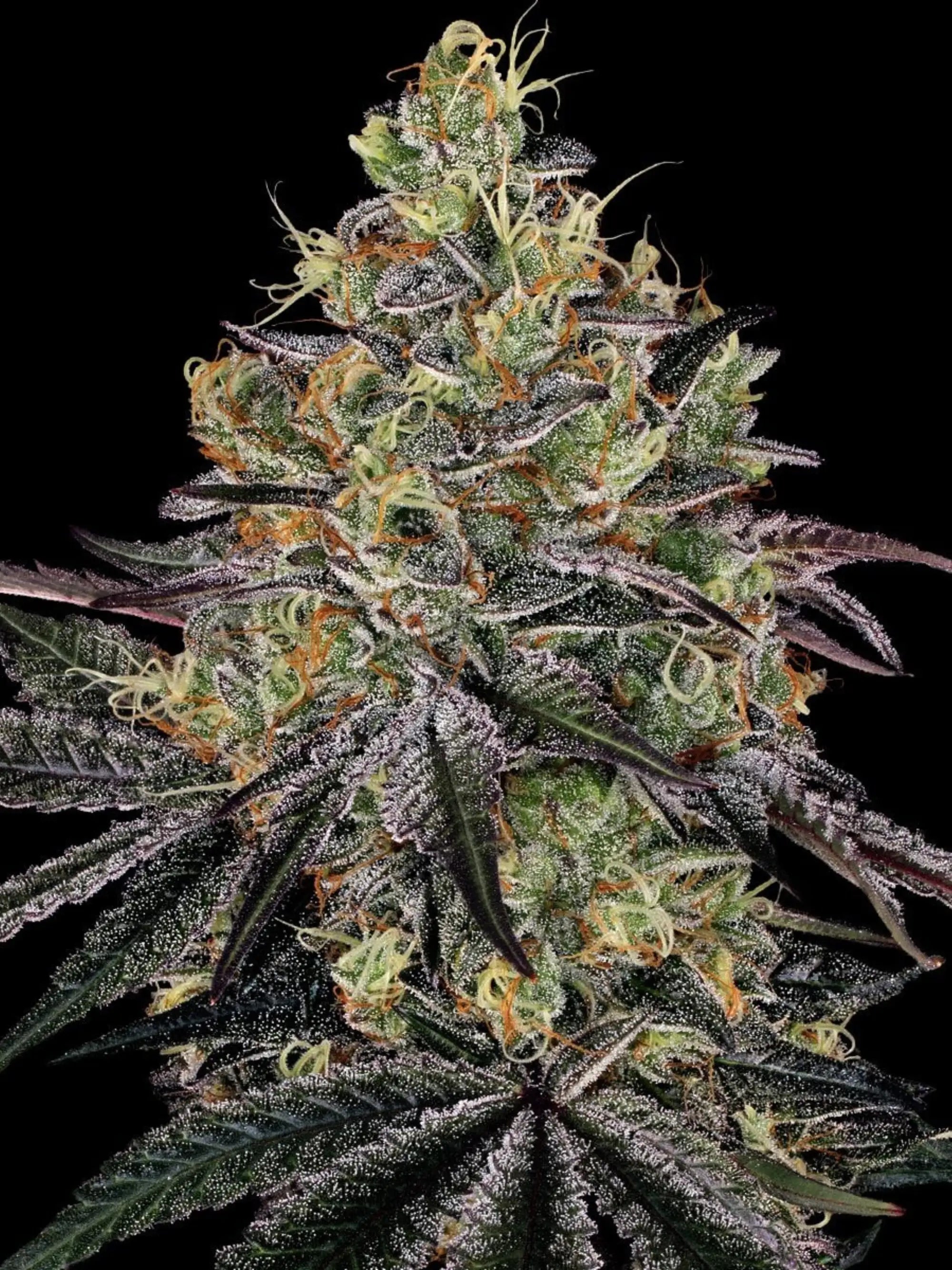 Watermelon Z von Barneys Farm mit großen dichten Buds und süßem Wassermelonen- sowie tropisch-fruchtigem Aroma