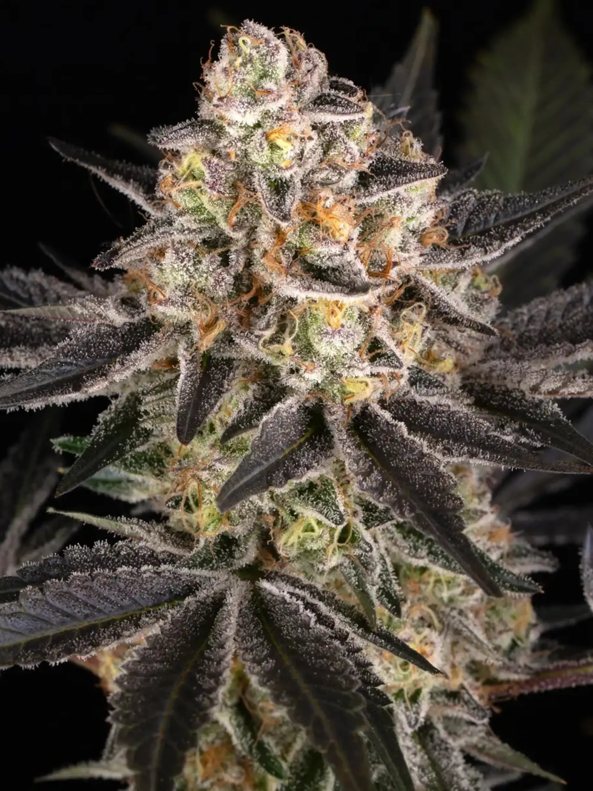 White Runtz von Barneys Farm mit dichten harzreichen Buds und süß-fruchtigem Zitrus-Bonbonaroma