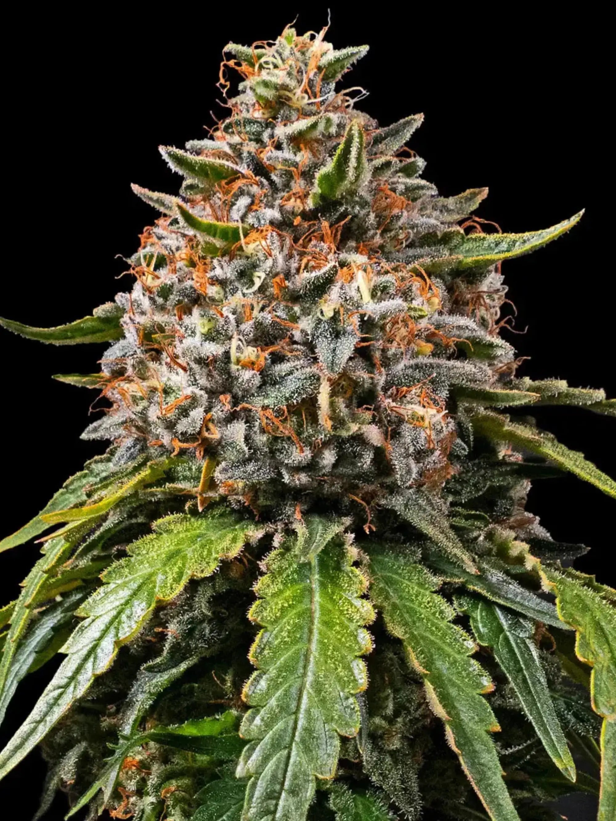 White Widow XXL von Barneys Farm mit dichten, harzreichen Blüten und würzig-süßem Aroma