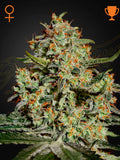 Big Bang Cannabissamen von Green House Seed Co., feminisierte Indica-Sorte mit süß-würzigem Aroma