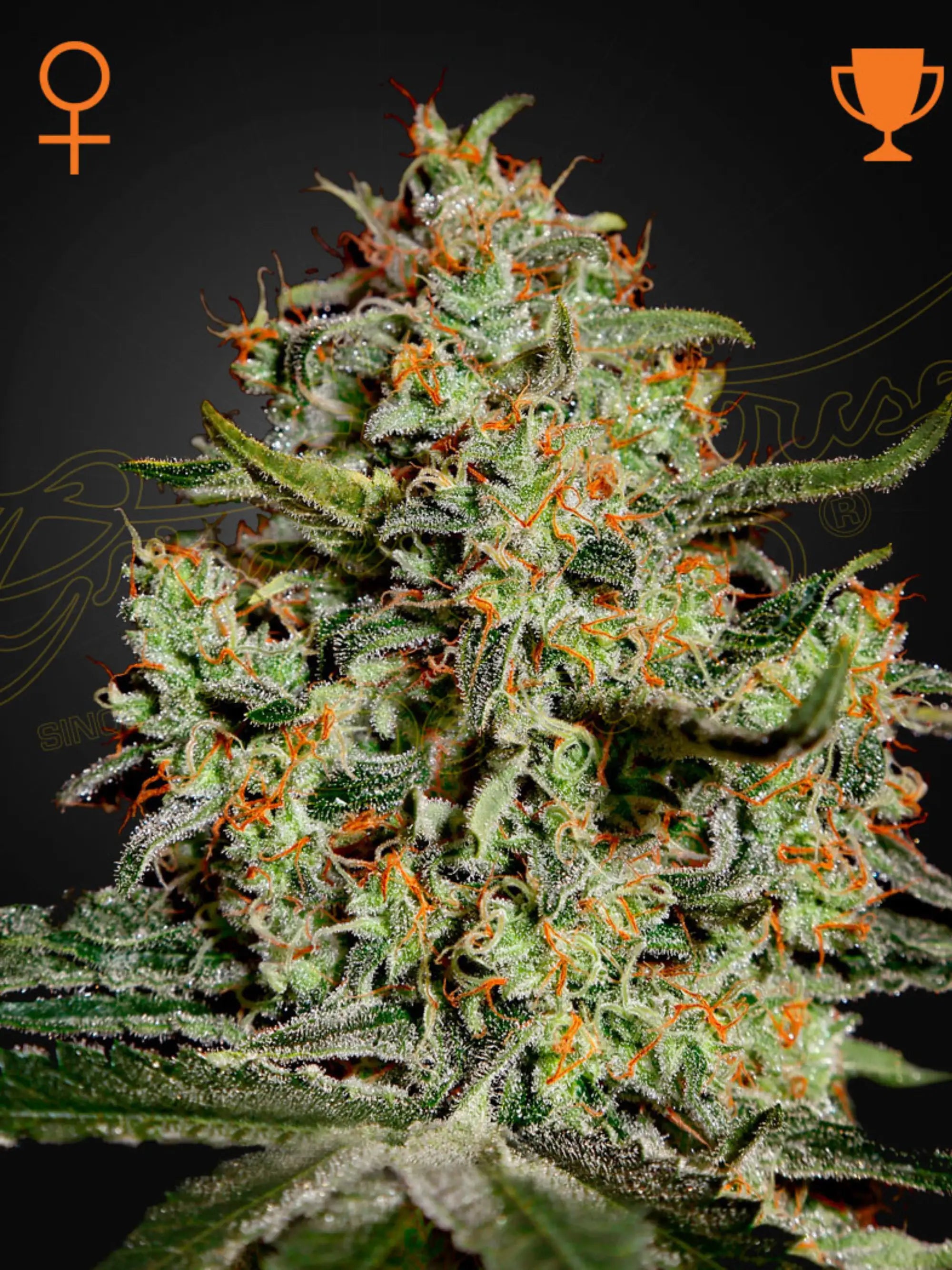 Big Bang Cannabissamen von Green House Seed Co., feminisierte Indica-Sorte mit süß-würzigem Aroma