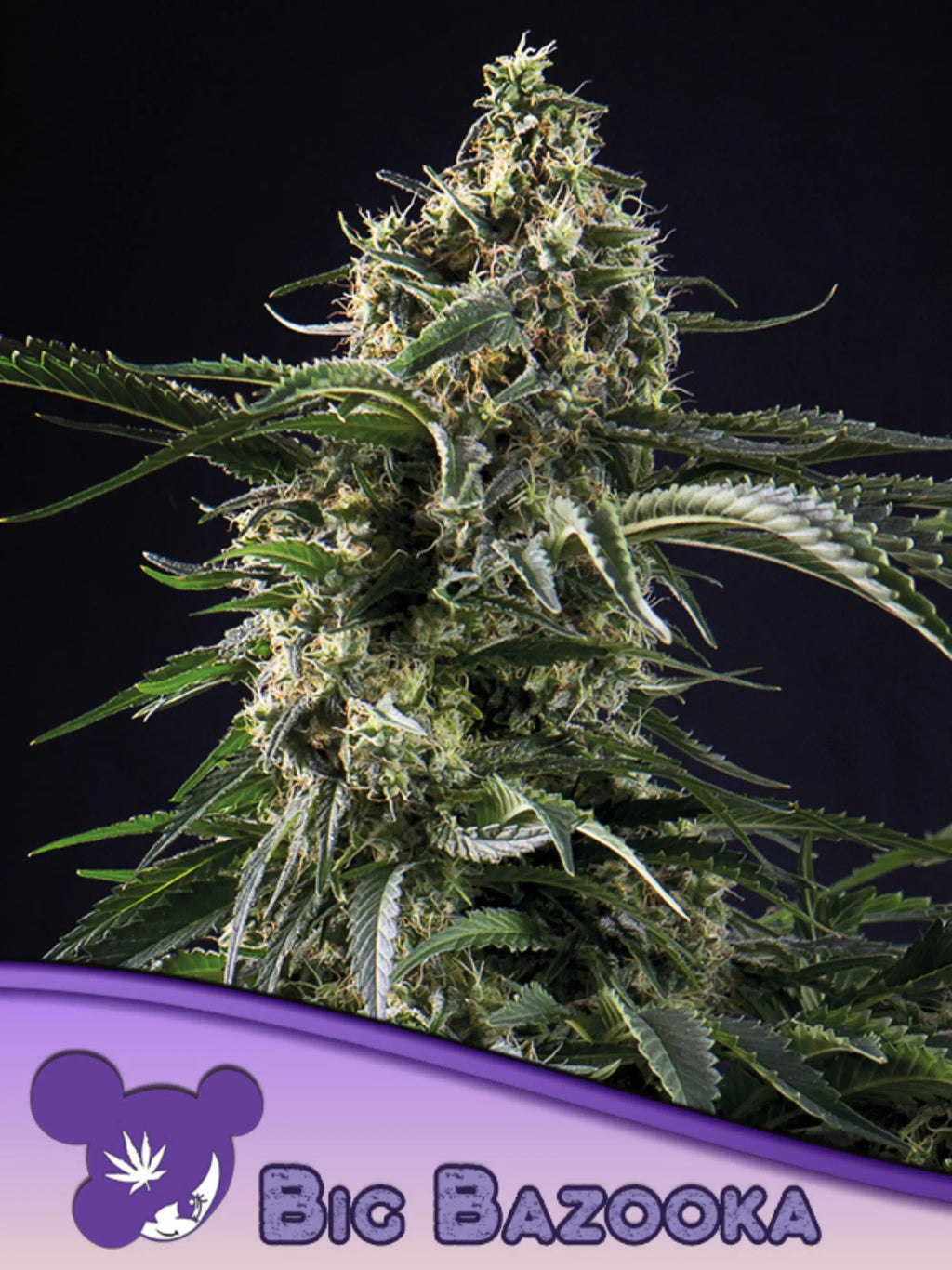 Big Bazooka Cannabissamen – Big Bud x Jack Herer Genetik als Sammler- und Souvenirprodukt
