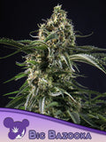 Big Bazooka Cannabissamen – Big Bud x Jack Herer Genetik als Sammler- und Souvenirprodukt