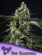 Big Bazooka Cannabissamen – Big Bud x Jack Herer Genetik als Sammler- und Souvenirprodukt