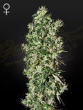 Big Tooth Cannabissamen von Green House Seed Co., feminisierte Indica-Sativa-Hybrid mit würzig-erdigem Aroma