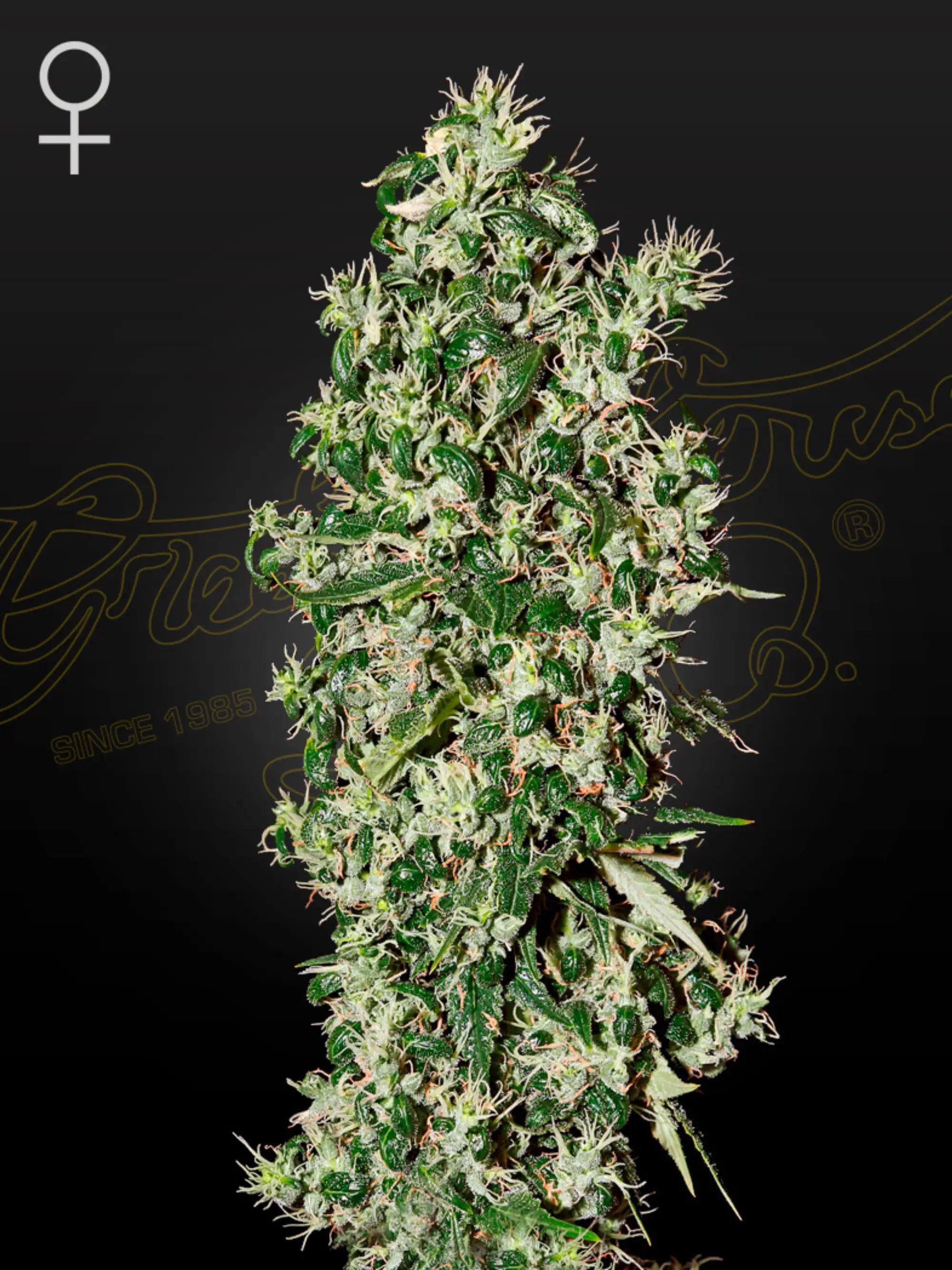Big Tooth Cannabissamen von Green House Seed Co., feminisierte Indica-Sativa-Hybrid mit würzig-erdigem Aroma